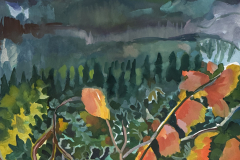 Mountain Blooms