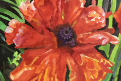 Poppy on fire