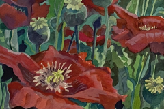 Poppies